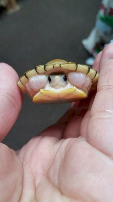 tortuga bebe