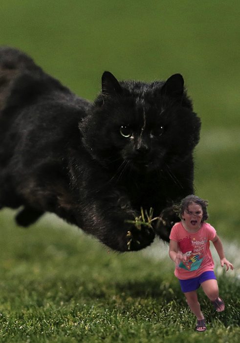 Batalla de Photoshop con gato negro