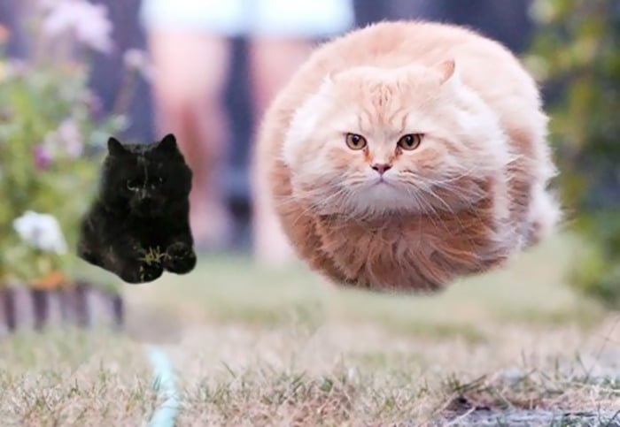 Batalla de Photoshop con gato negro
