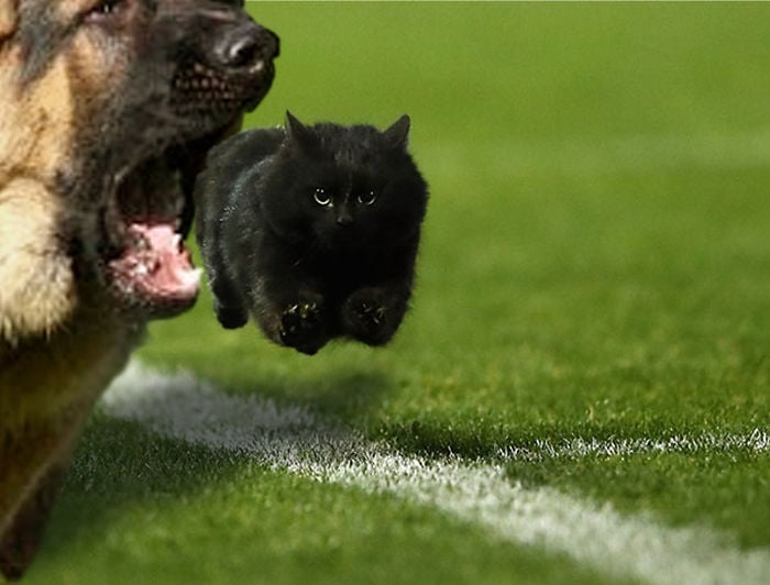 Batalla de Photoshop con gato negro