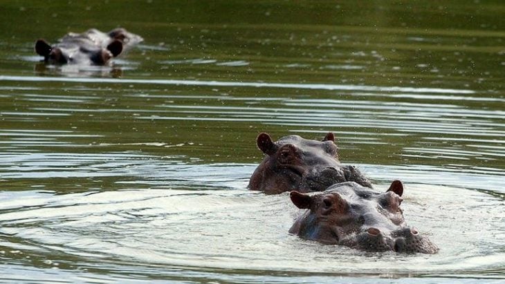 hipopótamos pablo escobar
