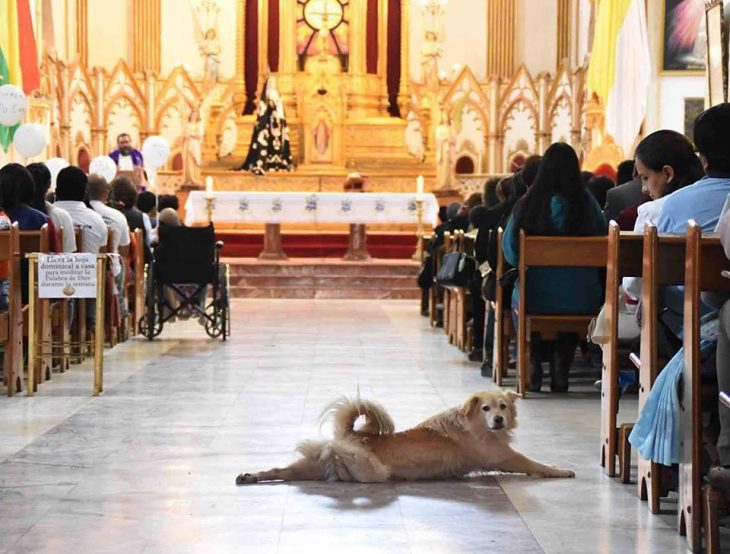 perro en iglesia