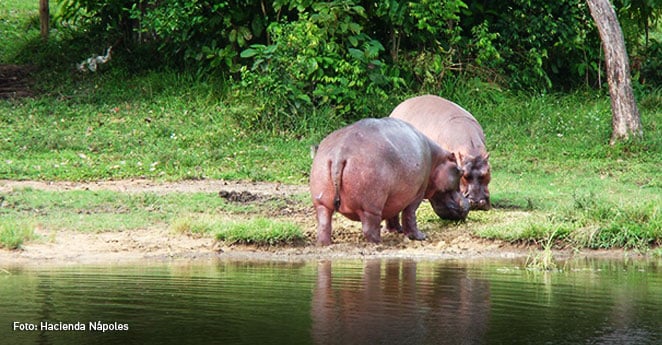 hipopótamos pablo escobar