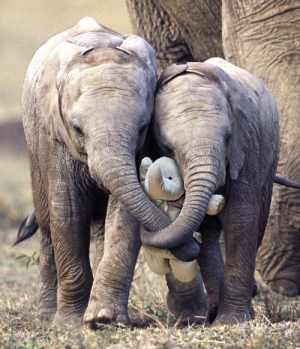 elefante de peluche con elefantes reales