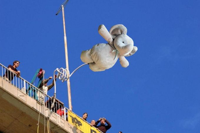 elefante bungee