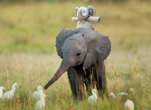 elefante de peluche con elefantes reales