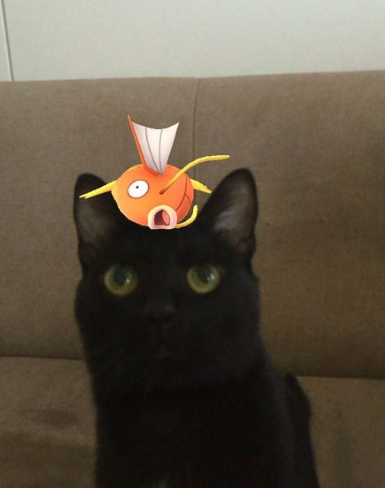 gato con pescado pokemon