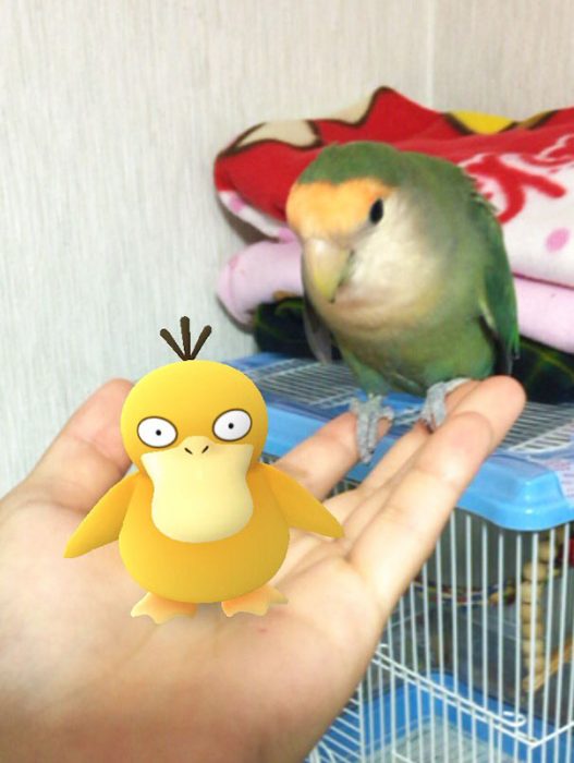 loro pokemon