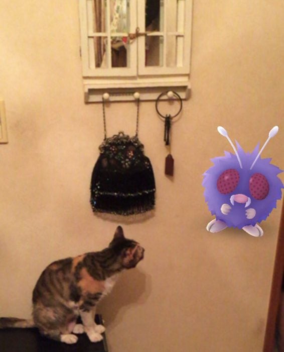 gato pokemon