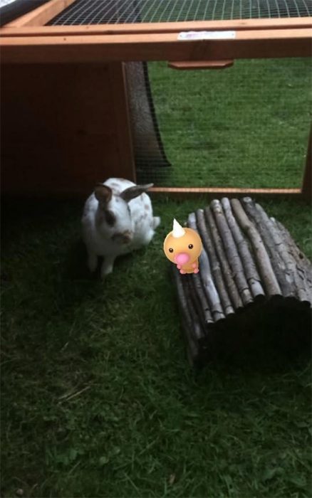 conejo pokemon