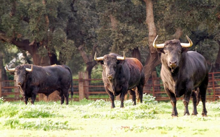 toro de lidia