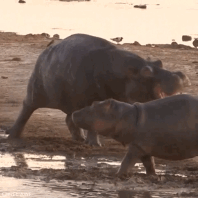 gif hipopótamos