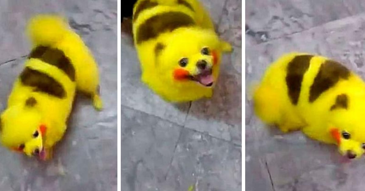 Pinta a perrito como “Pikachu” y recibe fuertes críticas