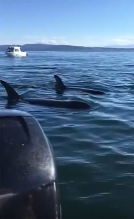 Ballenas cerca de un bote