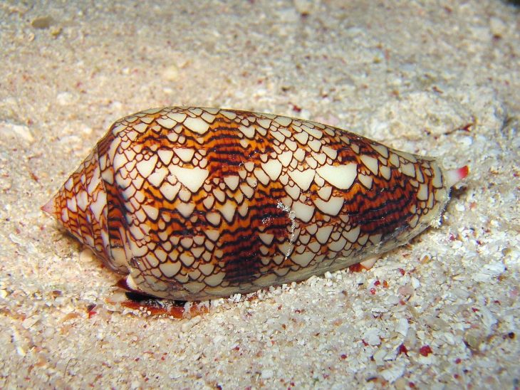 Caracol Cono de Mármol