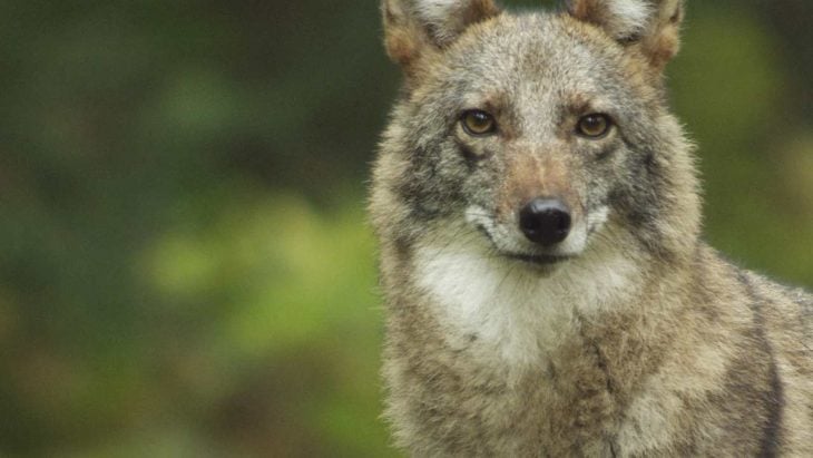 Coywolf una nueva especie híbrida