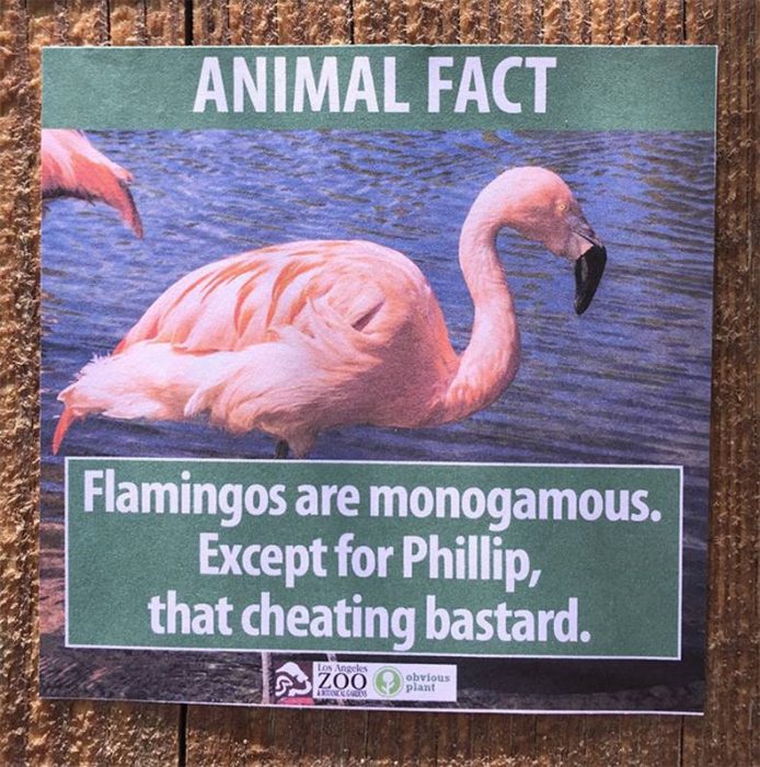flamingo foto de zoo