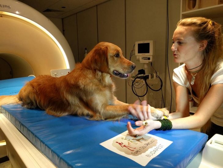 perro en estudio sobre un aparato medico