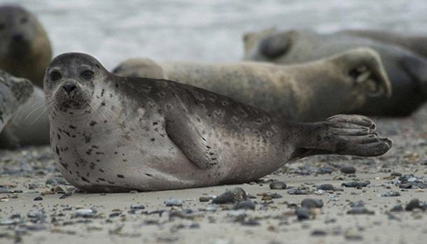 Cómo luciría una foca manchada anillada