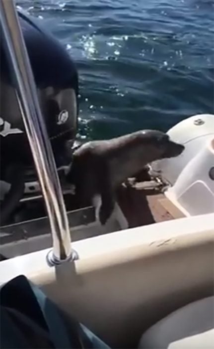 Foca se refugia en un bote