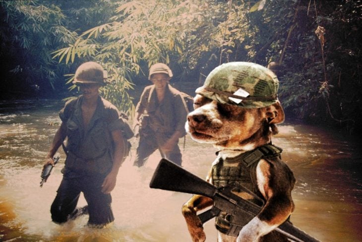 vietnam perro