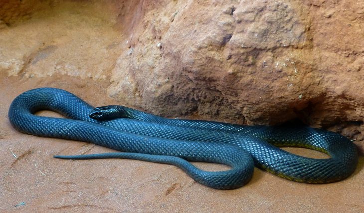 Serpiente Taipán del Interior