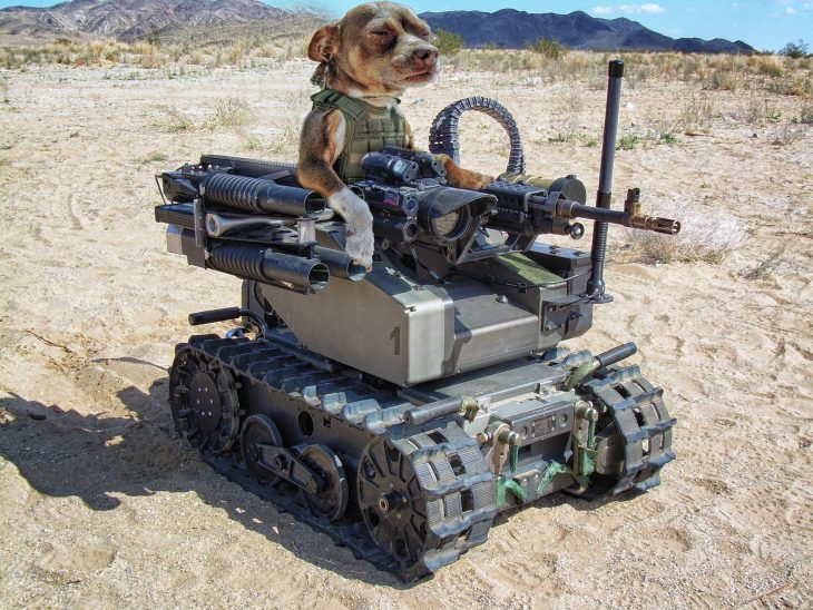 perro tanque