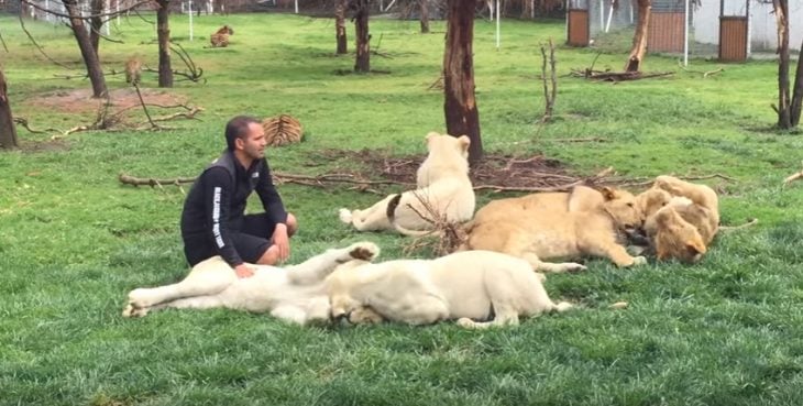 Entrenador entre felinos