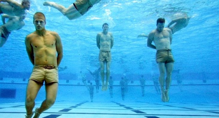 seals en el agua