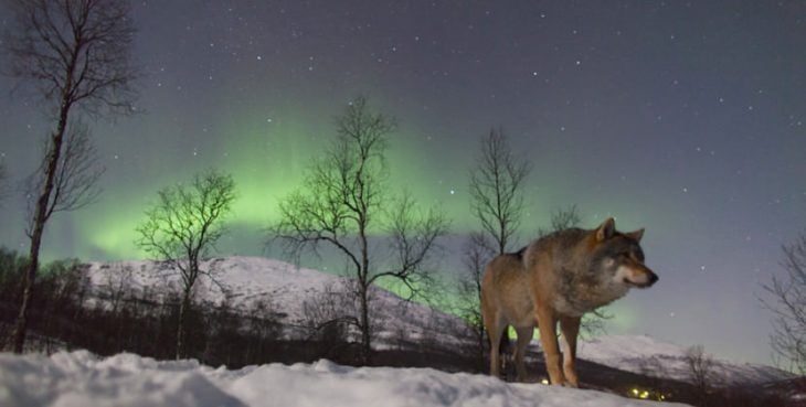 lobo aurora