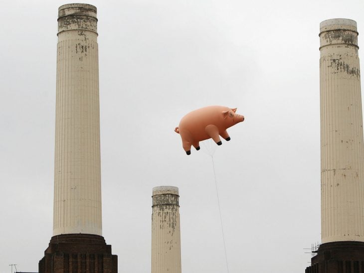 Algie, cerdo de Pink Floyd