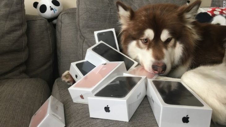perro iphones