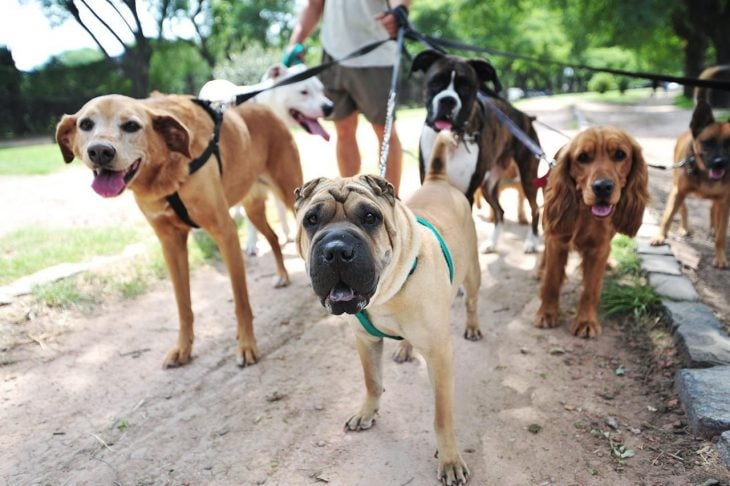 paseo de perros