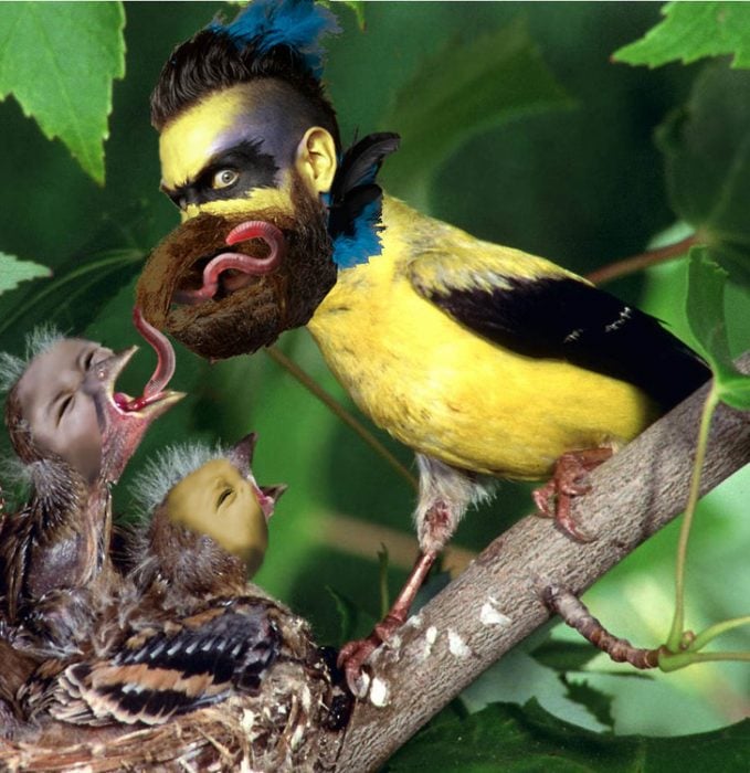 Hombre barba de pájaro en Batalla de Photoshop