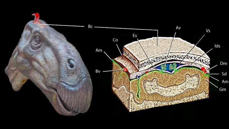 Cerebro de Iguanodon