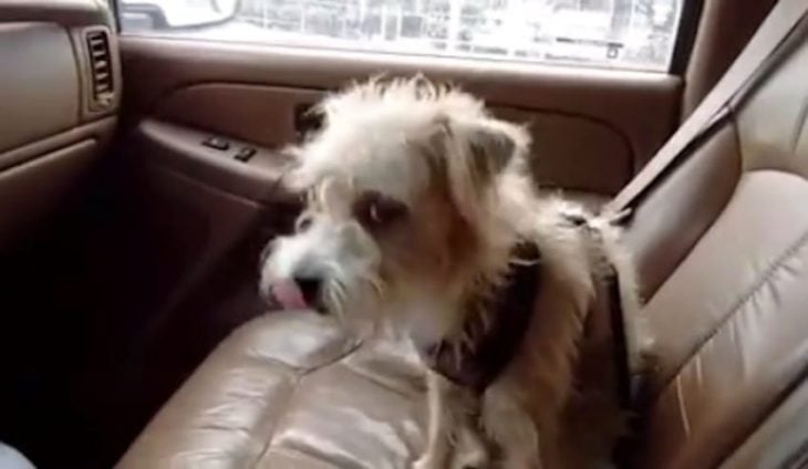 Perro sentado dentro de un automóvil