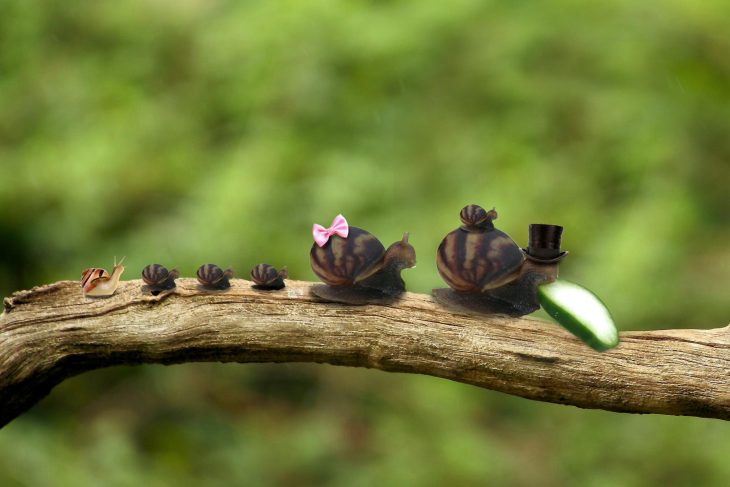 familia caracol