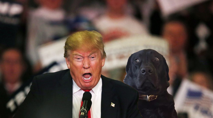 Perro de mirada extraña en Batalla de Photoshop