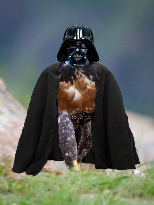 vader halcon