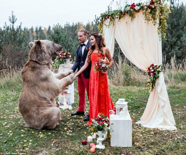 oso grizzly con moño casa a una pareja