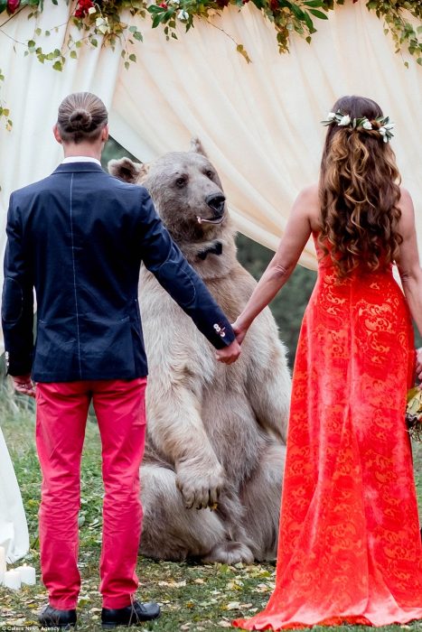 oso grizzly con moño casa a una pareja