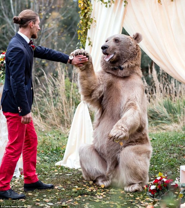 oso grizzly con moño casa a una pareja