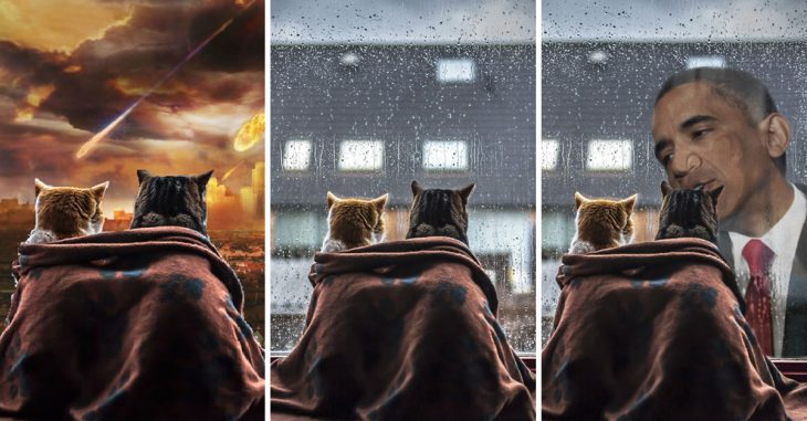 photoshop gatos