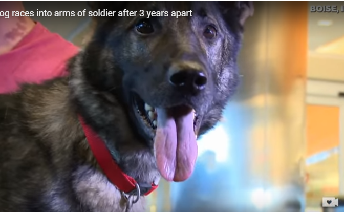 perro militar