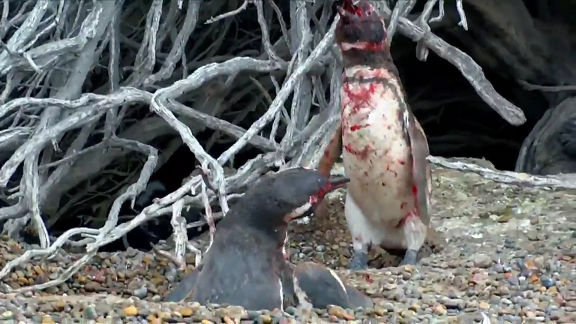 pinguinos sangrientos