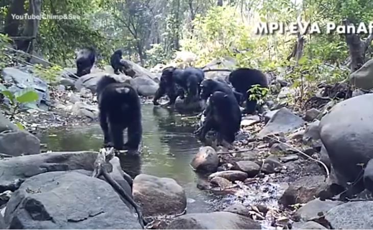 chimpances rio