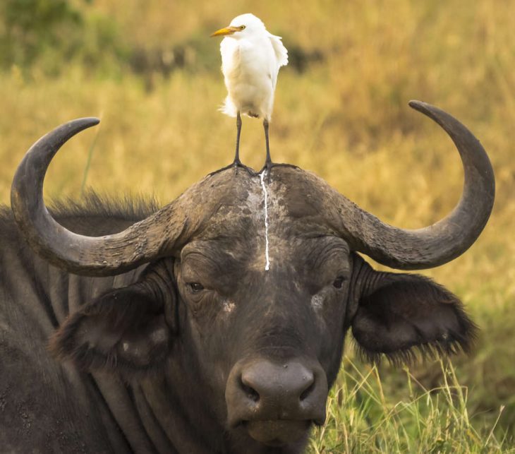 Fotos graciosas de animales