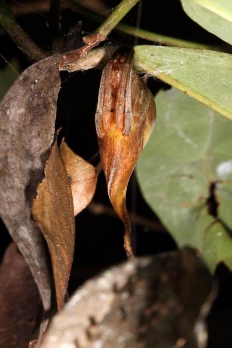 araña hoja