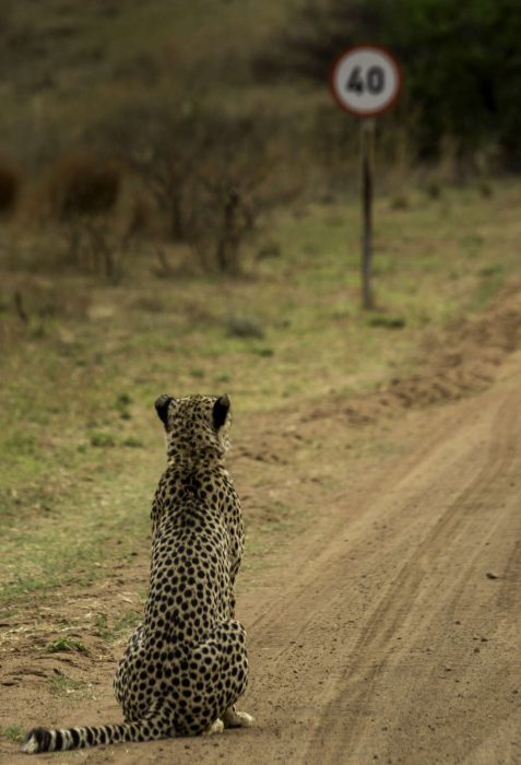 Fotos graciosas de animales