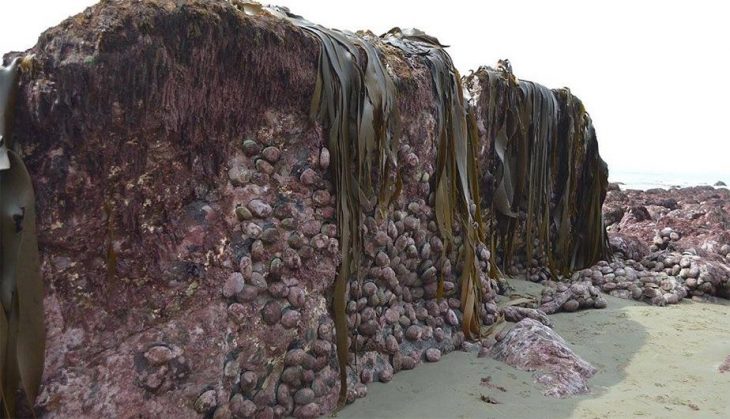 Fondo del mar se eleva luego de terremoto